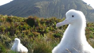 Mice are attacking and eating Tristan albatross chicks on Gough Island in the South Atlantic.