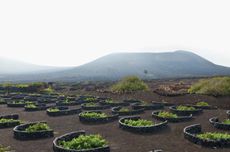 Malvasía vines in the volcanic soil at La Geria in Lanzarote on the Canary Islands