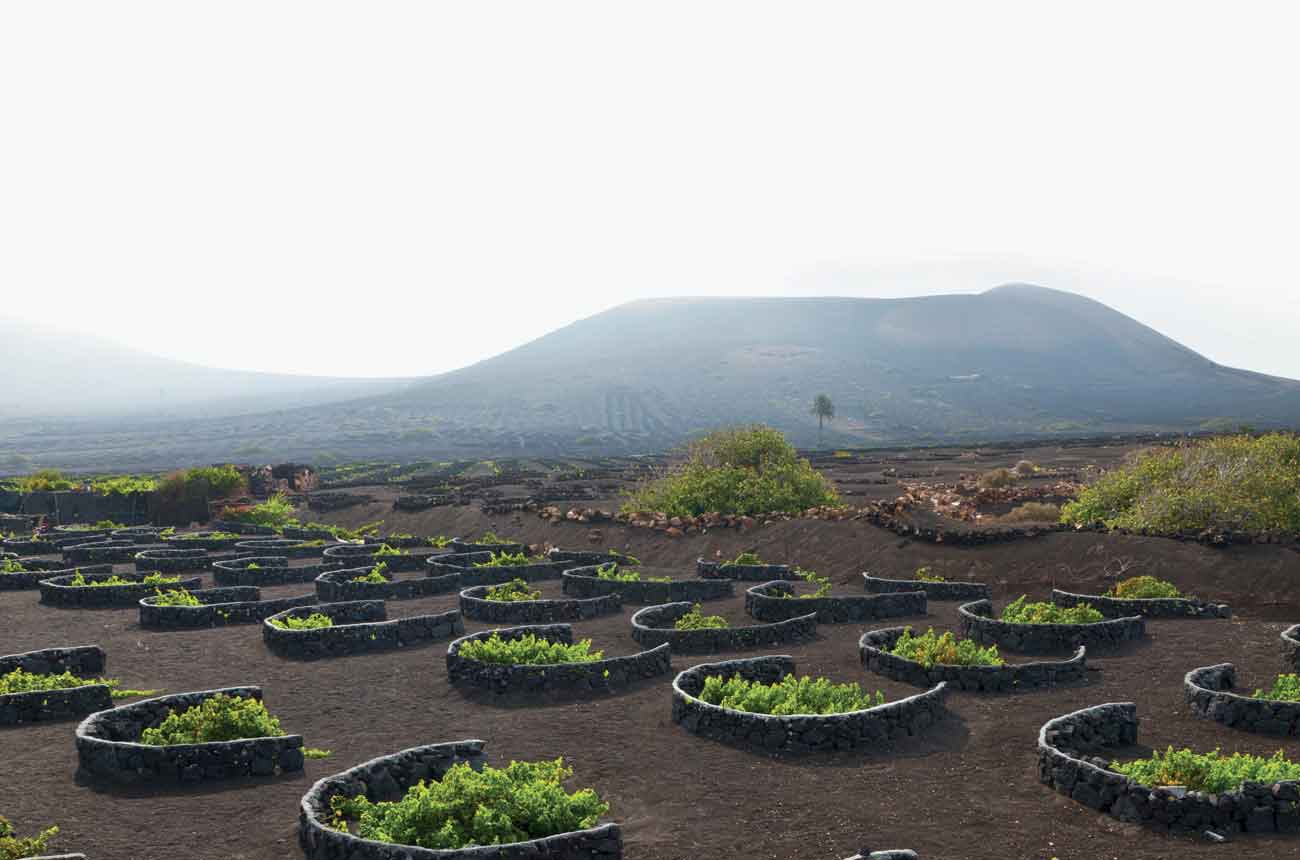 Malvas&iacute;a vines in the volcanic soil at La Geria in Lanzarote on the Canary Islands