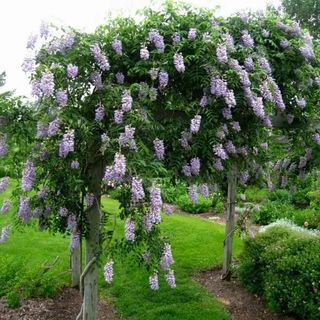 Blue Moon Wisteria with lilac blooms