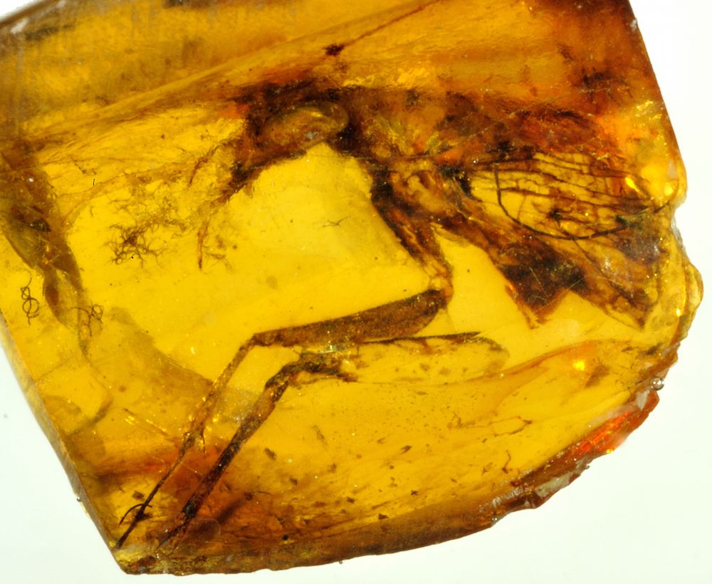 feathered dinosaur in amber