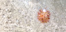 ocean dandelion, sea creatures