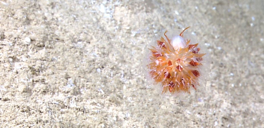 ocean dandelion, sea creatures