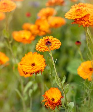 Marigolds in a field