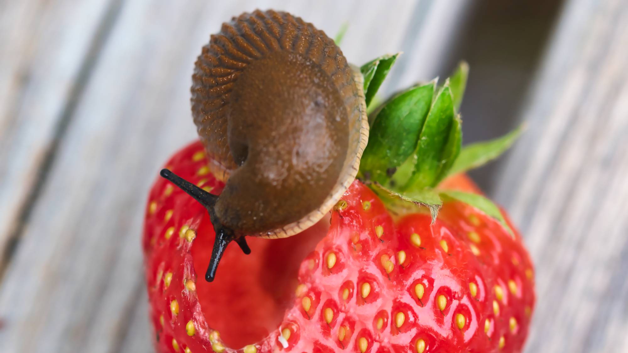 Slug eating strawberry