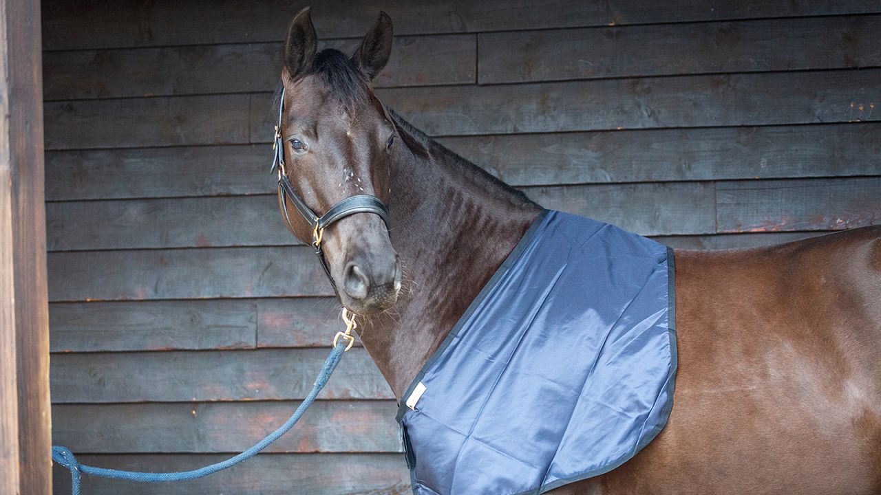 Bossy&rsquo;s Bib review