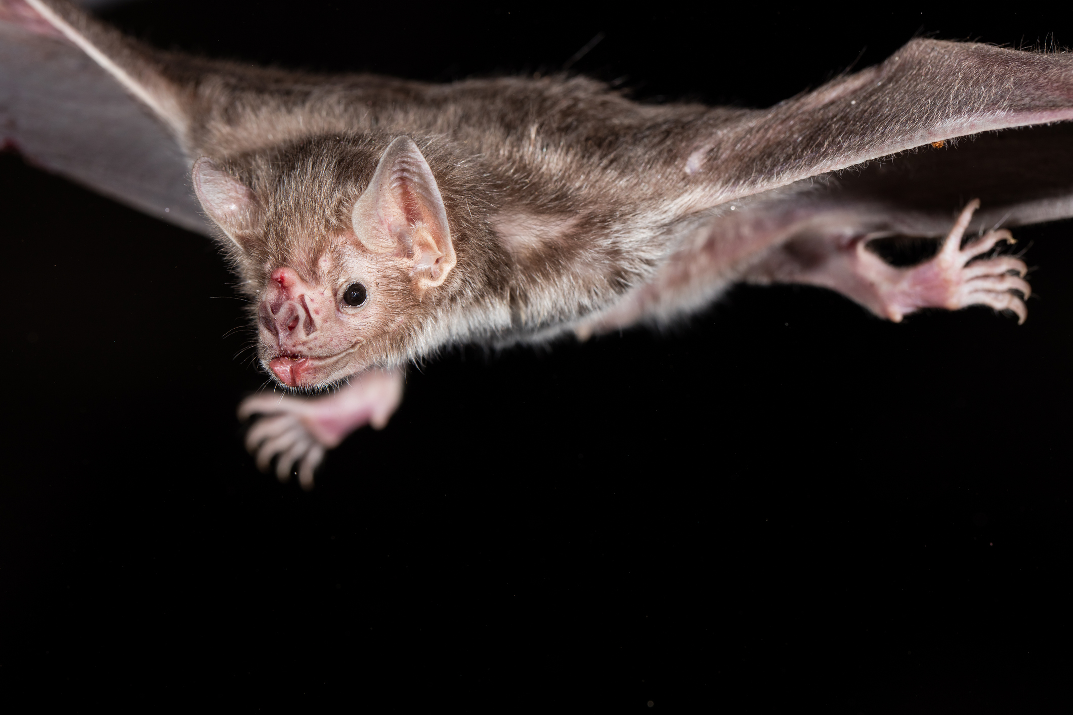 A close up of a bat mid-flight against a dark background