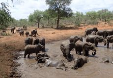 Elephants at a watering hole. 