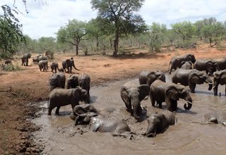 African elephants (Loxodonta africana) at a waterhole in the Greater Kruger National Park in South Africa.