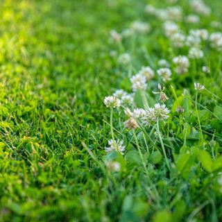 White clover in lawn next to area of mowed grass