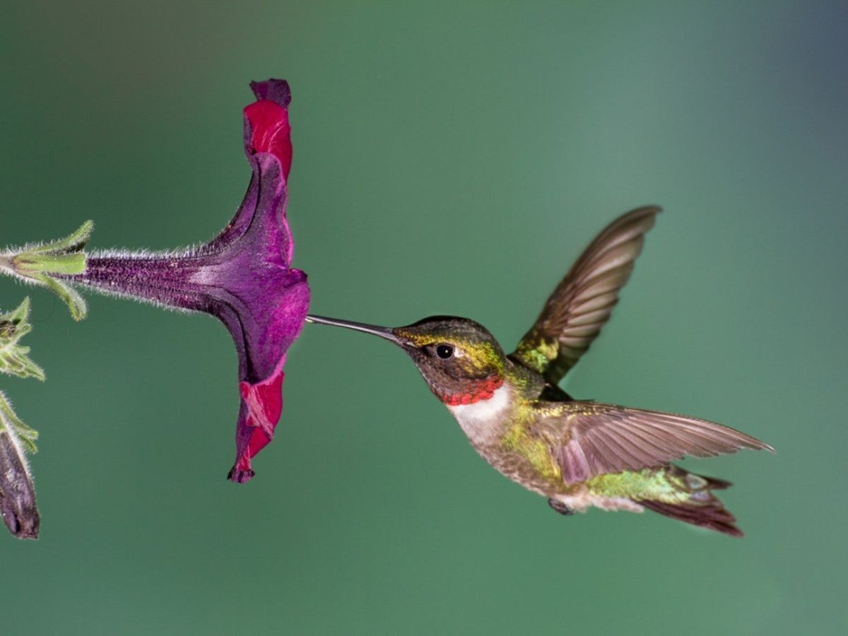 Do Birds Pollinate Flowers Learn Which Birds Pollinate Gardening