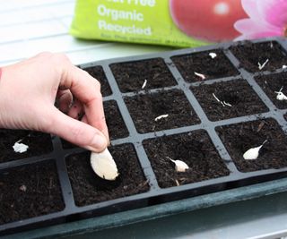 Garlic cloves being sown in trays