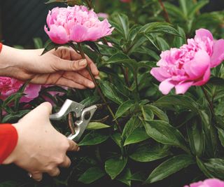 A woman's hands cut off a peony blossom with pruners