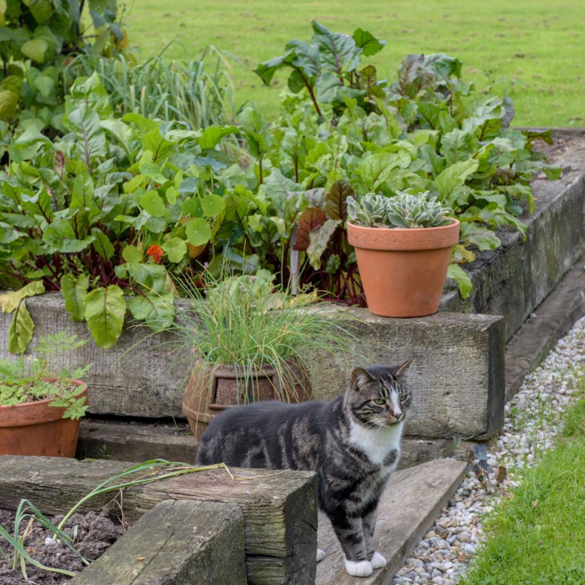 How To Fill A Raised Garden Bed - 5 Soil Alternatives | Ideal Home