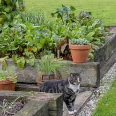 A tabby cat standing near raised beds in an autumn vegetable garden