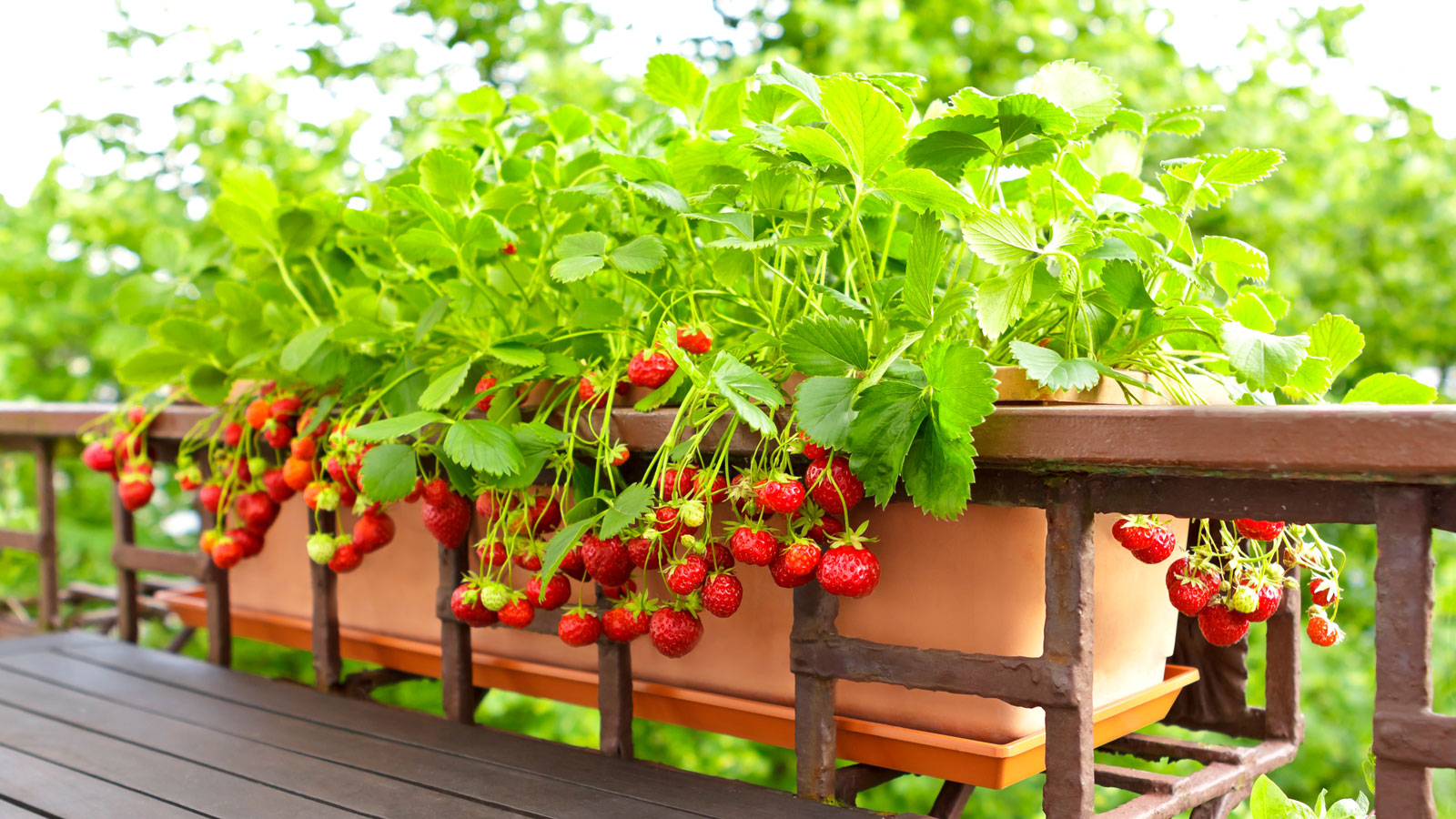strawberries growing in balcony rail planter