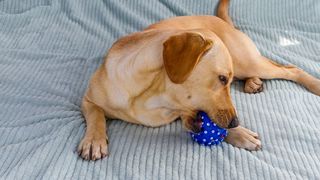 32 common dog behavior problems and solutions