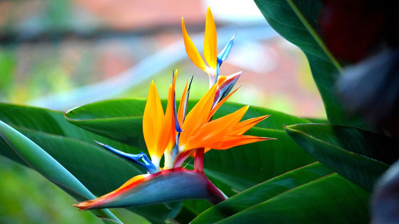 Bird of paradise flower (Strelitzia reginae) 