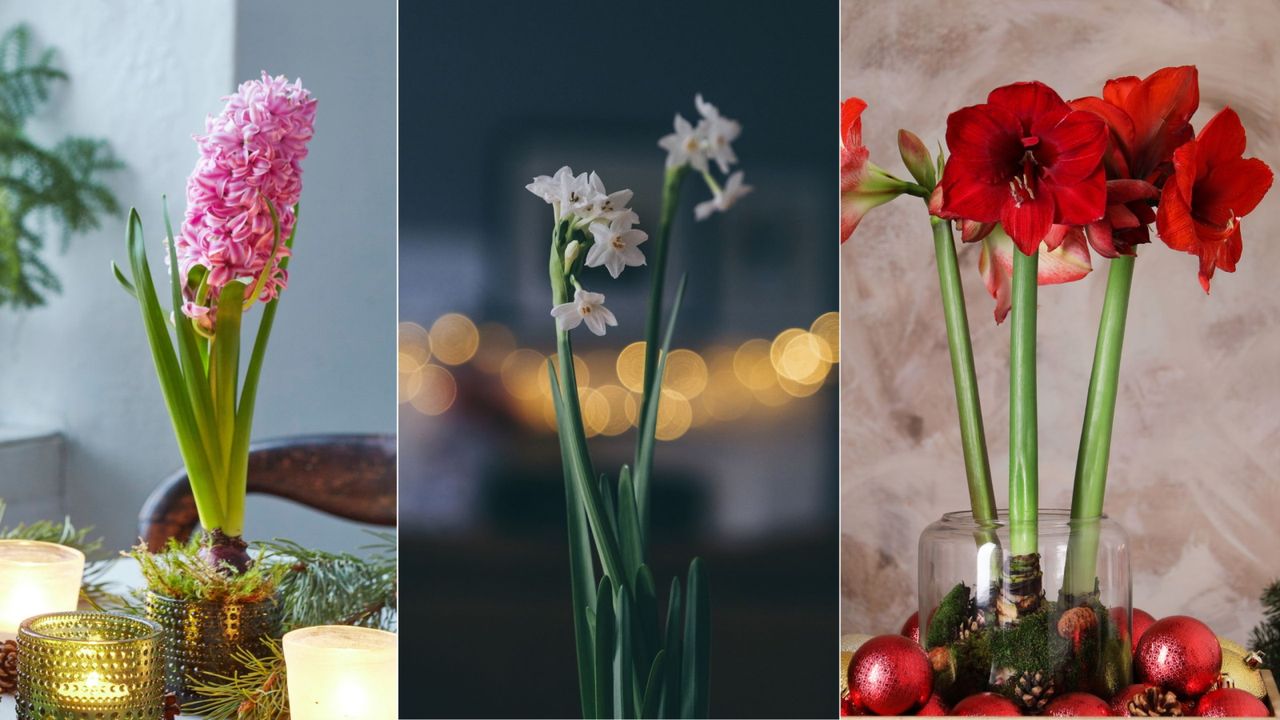 Best bulbs to force indoors for Christmas