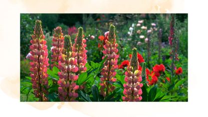 picture of pink lupins in uk garden 