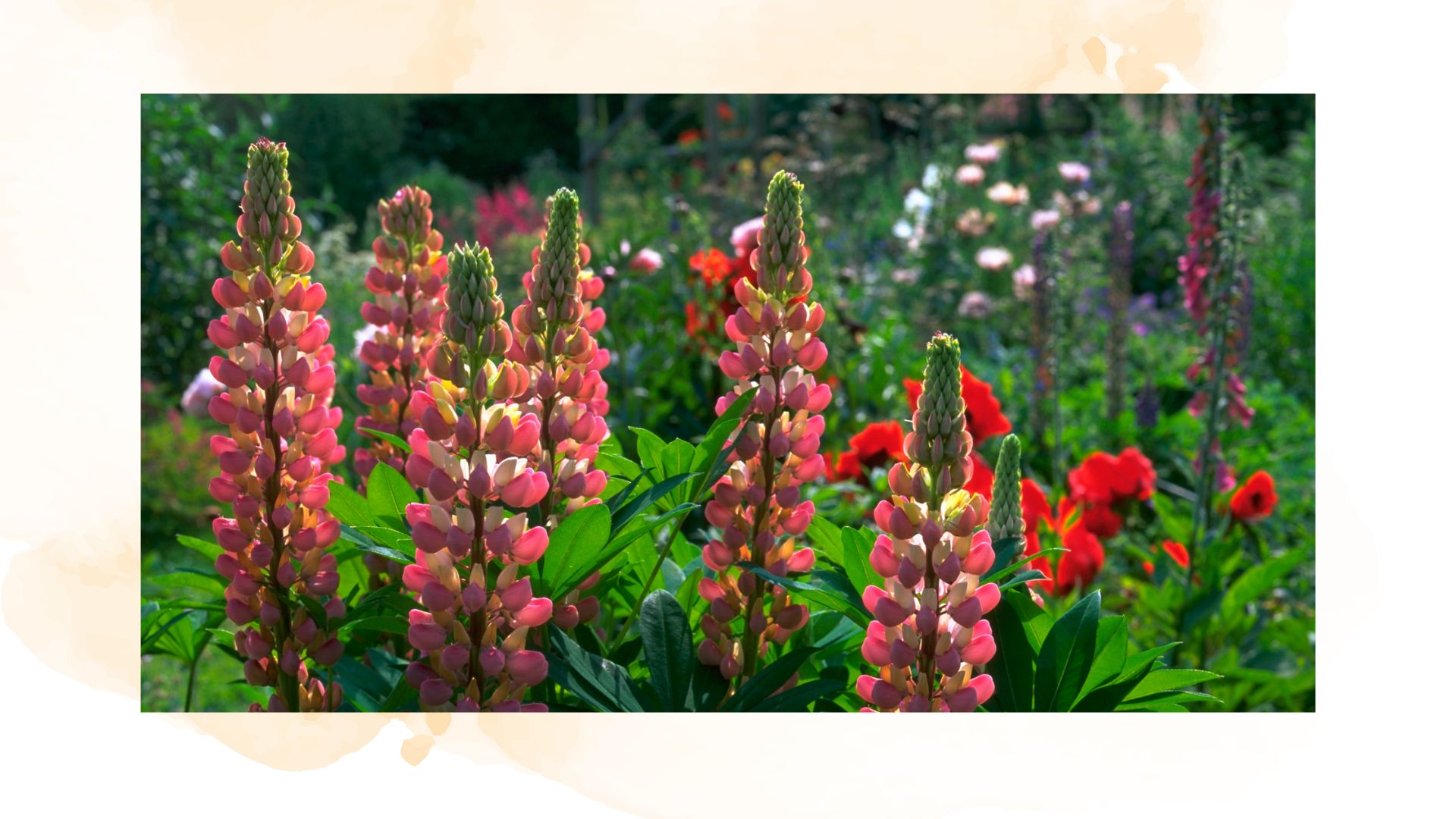 picture of pink lupins in uk garden 
