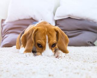 A beagle on a cream carpet looking head-on