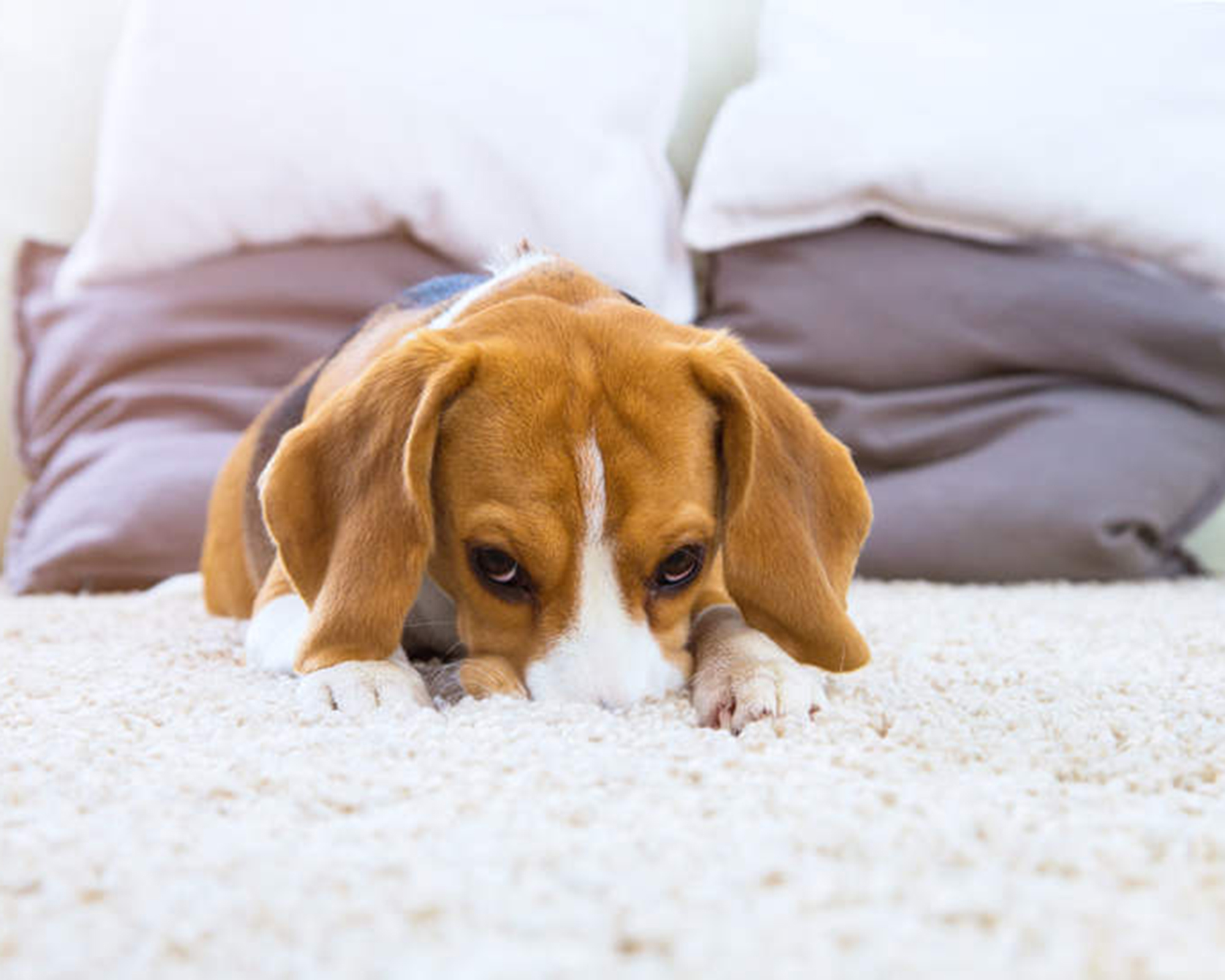 A beagle on a cream carpet looking head-on