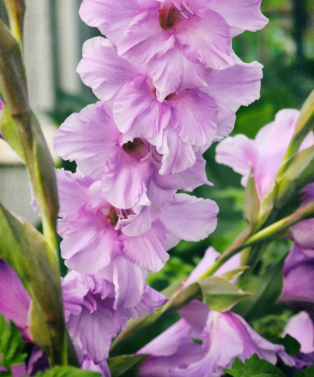How and when to plant gladioli bulbs simple growing tips Gardeningetc