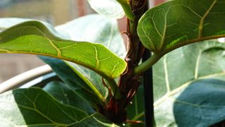 picture of the leaves and stem of a fiddle leaf fig