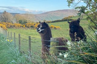 A pair of alpacas in a field on a sunny day