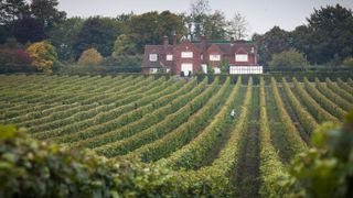 Hambledon Vineyard in Hampshire