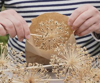 collecting allium seeds for storage