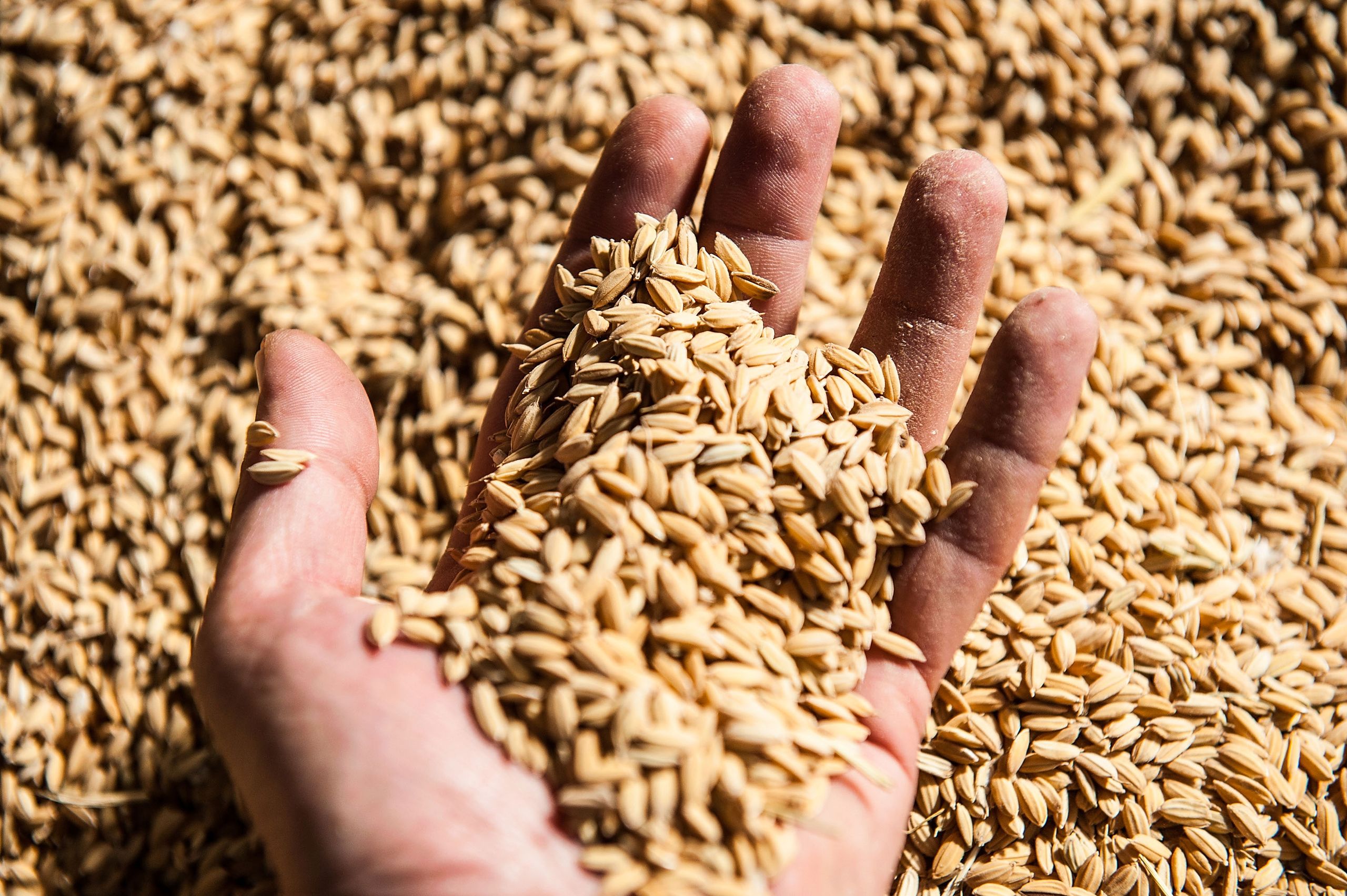 Dangerous levels of arsenic found in baby rice products | The Week