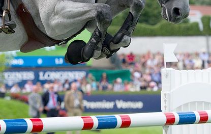 close up of show jumper legs over a fence