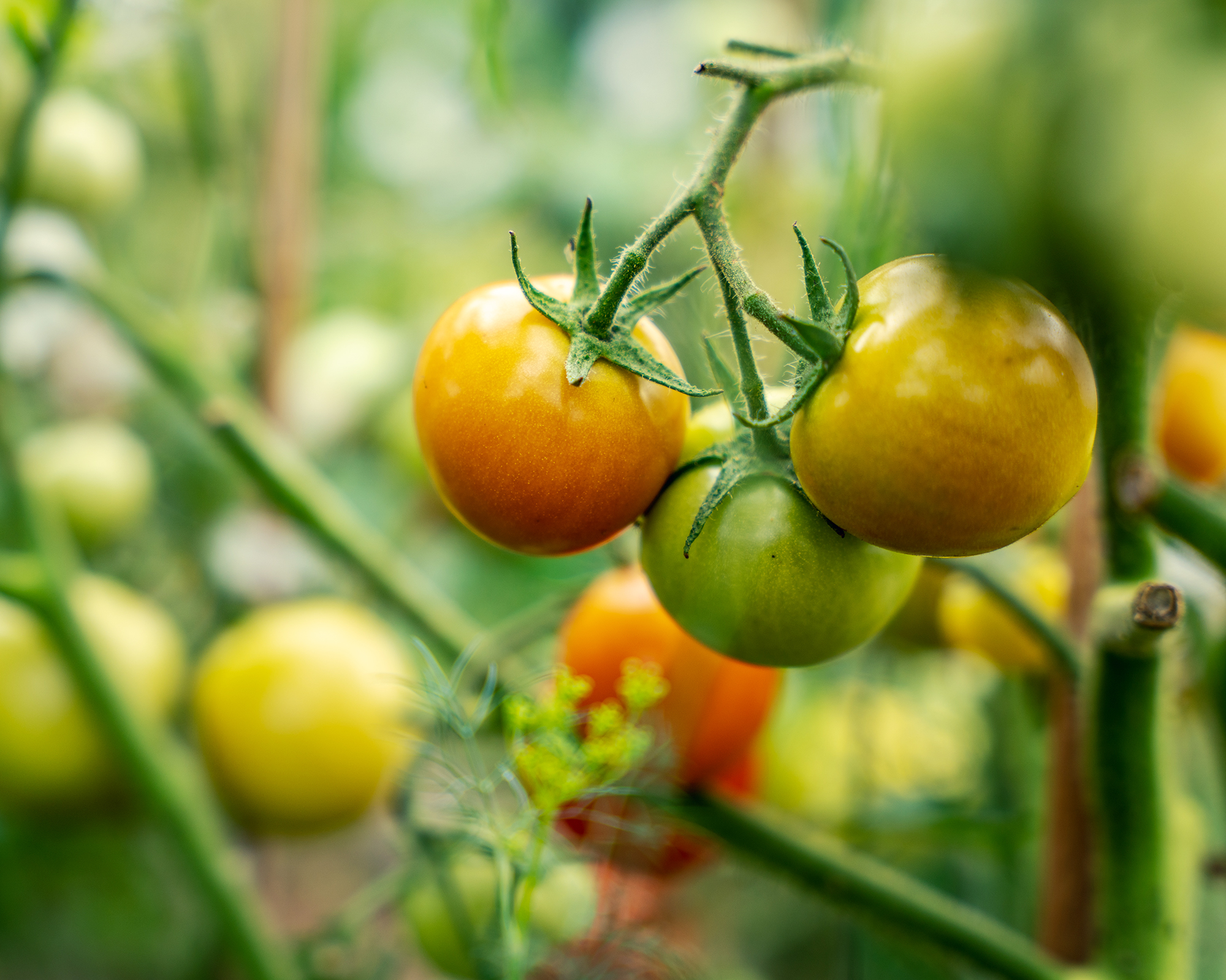 Unripe tomatoes on vine