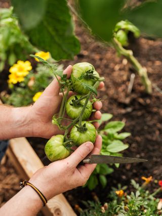 Handful of tomatoes