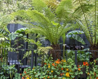 A tropical urban jungle in the Addleshaw Goddard Junglette garden at Chelsea Flower Show 2024