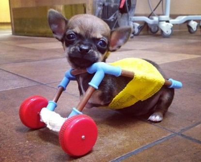Disabled puppy gets a new lease on life with a cart made of toy parts