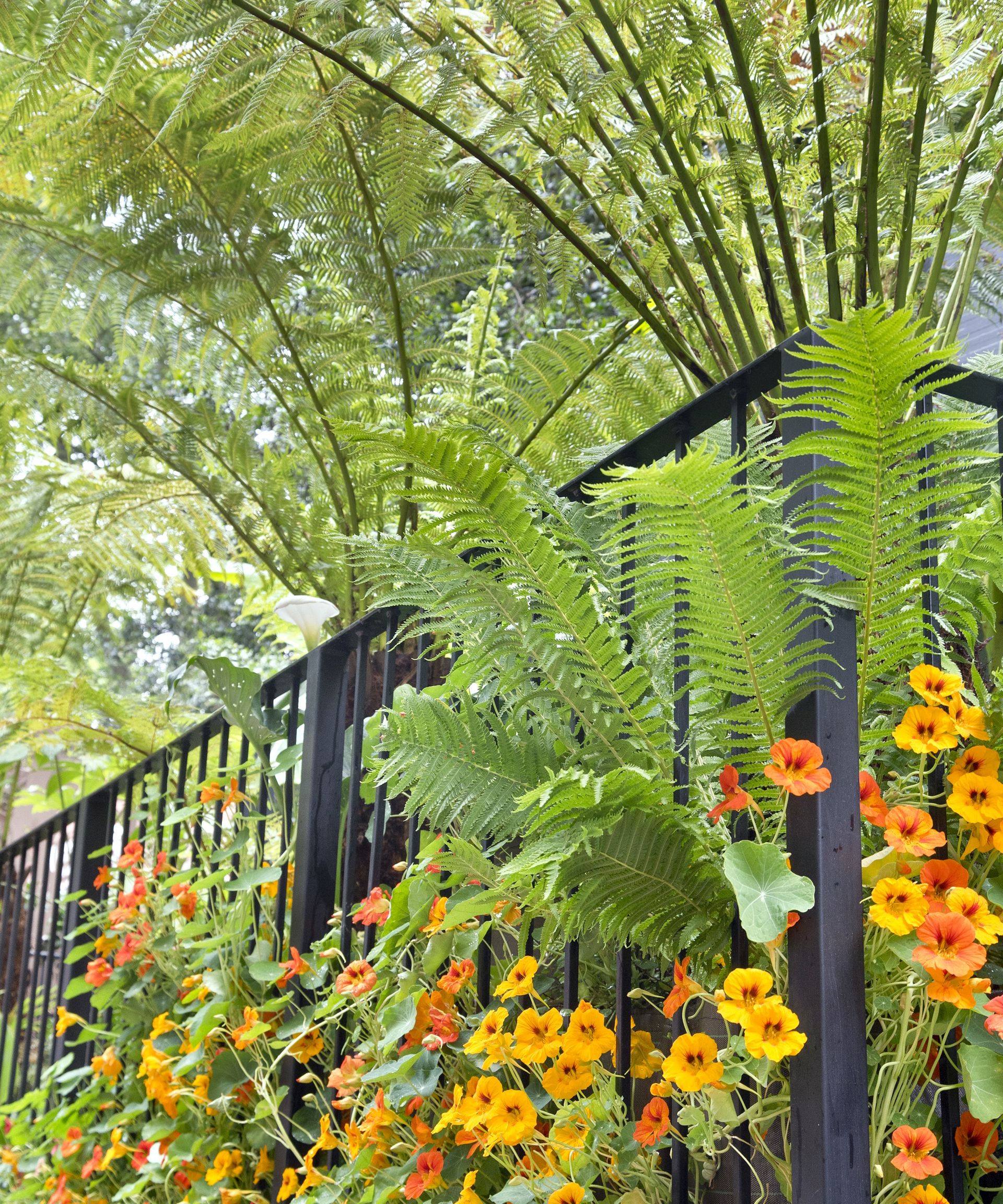 Shade plants on balcony