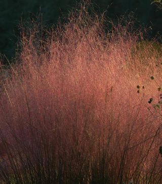 Muhly grass