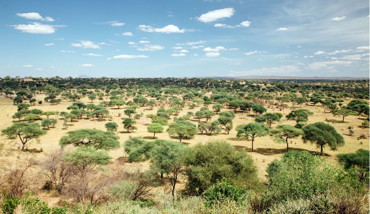 Tarangire National Park