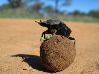 dung beetles, insects, excrement, dung beetle cooling