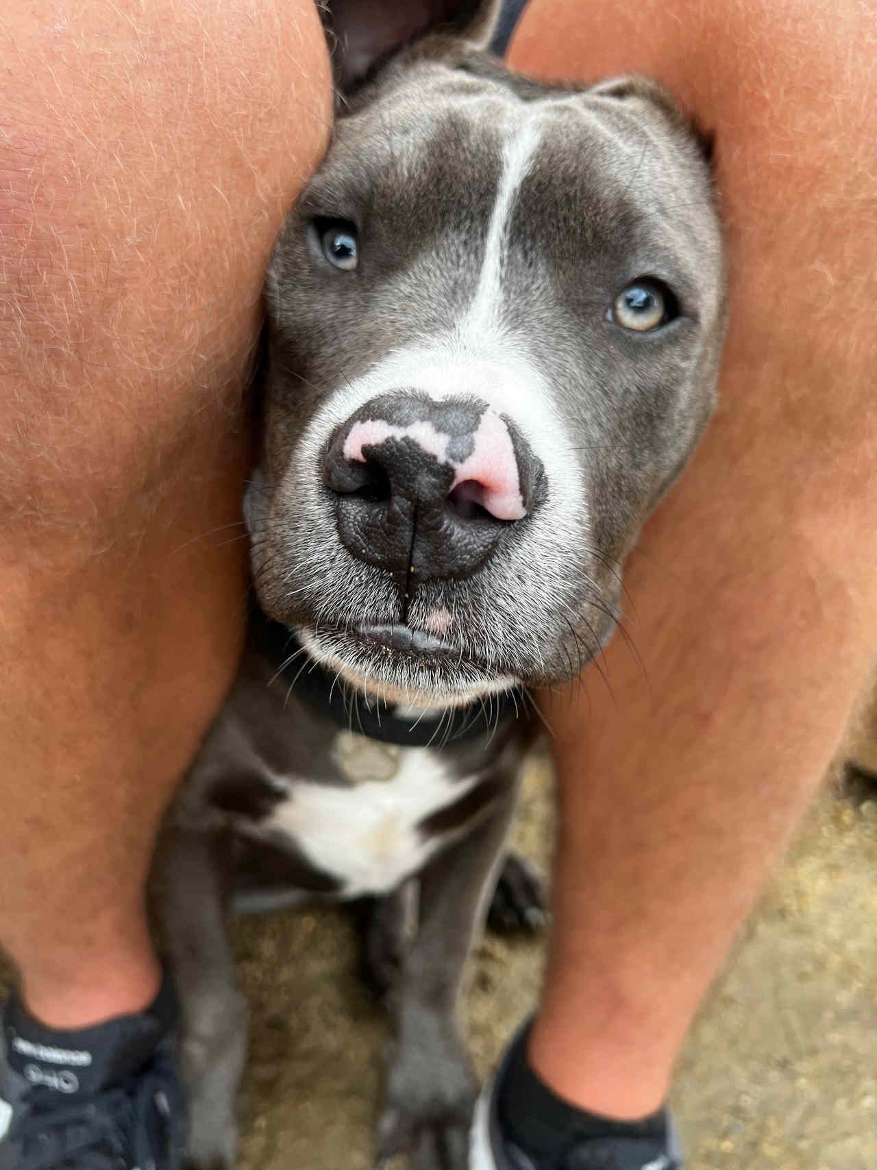 Adam D&rsquo;s dog