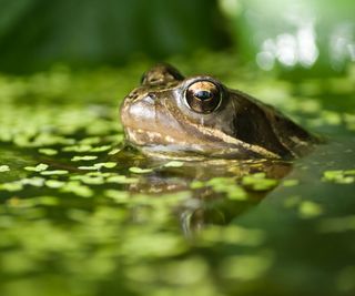 frog swimming in garden pond