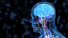 A 3D scan of a person in profile, showing their brain and nervous system to represent neural interfaces, against a dark background.