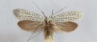 Here's Why These Creepy Little Moths Have Noisy, Clicking Wings | Live ...