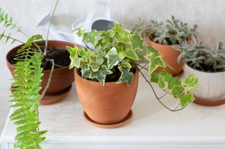 English ivy houseplant in a terracotta pot