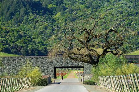 The winery at Dominus Estate