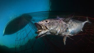 A trapped tuna struggles in a fisherman's net, in this prizewinning image by Italian photographer Pasquale Vassallo.