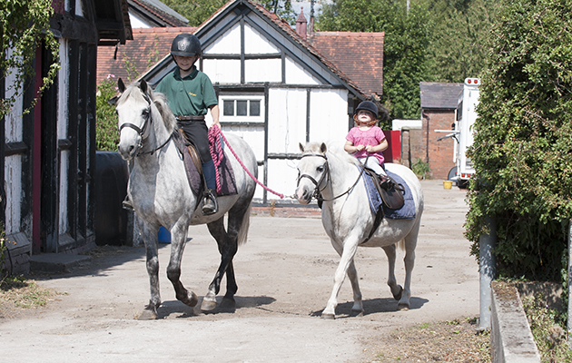 Search-for-a-lead-rein-ponyat-home-DSC_5832.jpg